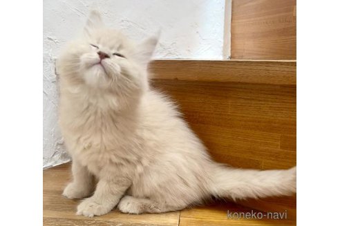 販売中の和歌山県のメインクーン-115426の6枚目