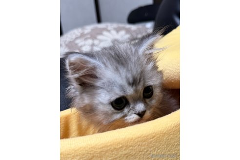 販売中の埼玉県のミヌエット-115430の5枚目