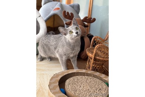 販売中の静岡県のロシアンブルー-115436の5枚目