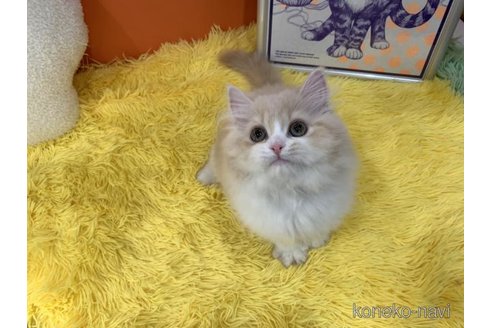 成約済の大阪府のスコティッシュフォールド-115437の2枚目