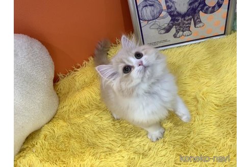 成約済の大阪府のスコティッシュフォールド-115437の3枚目