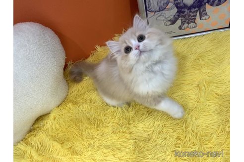 成約済の大阪府のスコティッシュフォールド-115437の5枚目