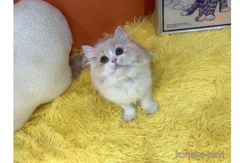 成約済の大阪府のスコティッシュフォールド-115437の4枚目