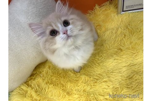 成約済の大阪府のスコティッシュフォールド-115437の6枚目