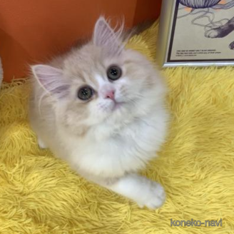 成約済の大阪府のスコティッシュフォールド-115437の1枚目