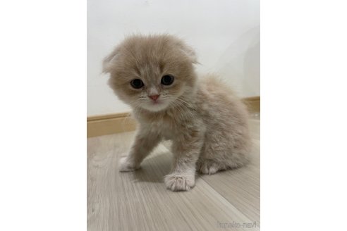 販売中の愛知県のスコティッシュフォールド(折れ耳)-115438の18枚目