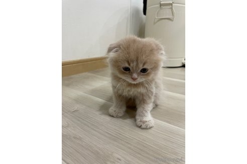 販売中の愛知県のスコティッシュフォールド(折れ耳)-115438の12枚目
