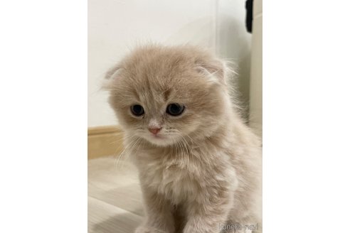 販売中の愛知県のスコティッシュフォールド(折れ耳)-115438の8枚目