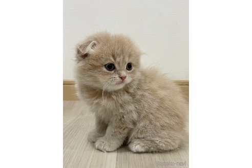 販売中の愛知県のスコティッシュフォールド(折れ耳)-115438の7枚目