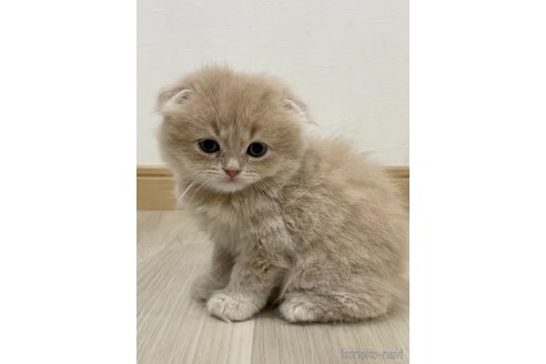 販売中の愛知県のスコティッシュフォールド(折れ耳)-115438の4枚目