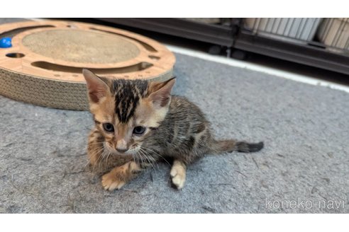 販売中の静岡県のベンガル-115459の4枚目