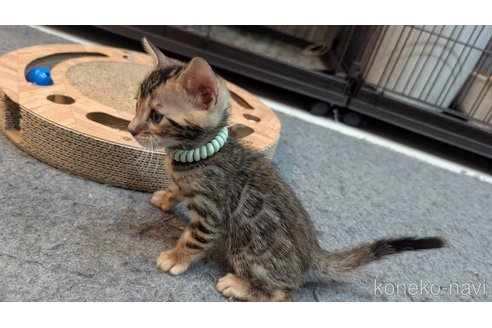 販売中の静岡県のベンガル-115459の5枚目