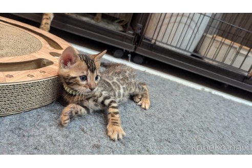 販売中の静岡県のベンガル-115459の7枚目