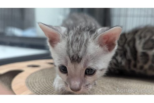 販売中の静岡県のベンガル-115461の3枚目