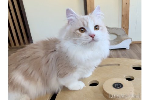 慶次くん1枚目
