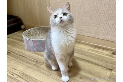 レアちゃん1枚目