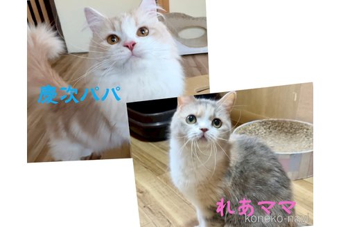 商談中の岐阜県のミヌエット-115463の5枚目