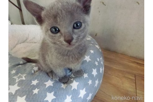 成約済の兵庫県のロシアンブルー-115312の2枚目