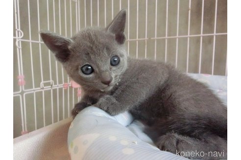 販売中の兵庫県のロシアンブルー-115111の9枚目