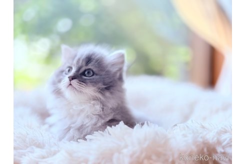成約済の茨城県のサイベリアン-112917の4枚目