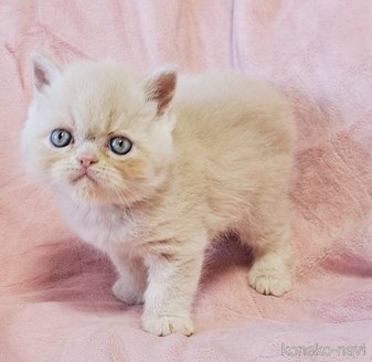 販売中の茨城県のエキゾチックショートヘア-115478