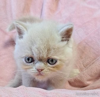 成約済の茨城県のエキゾチックショートヘア-115478の3枚目