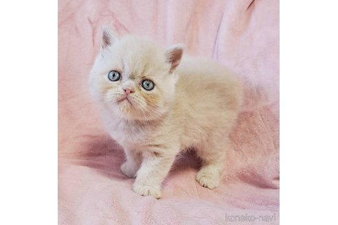 成約済の茨城県のエキゾチックショートヘア-115478の4枚目