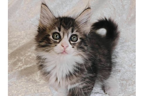 販売中の神奈川県のノルウェージャンフォレストキャット-115483の5枚目