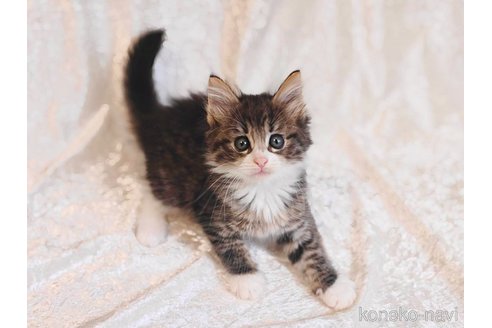 販売中の神奈川県のノルウェージャンフォレストキャット-115484