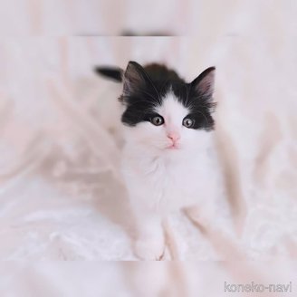 販売中の神奈川県のノルウェージャンフォレストキャット-115485の5枚目