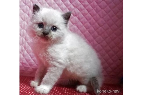 販売中の静岡県のラグドール-115496の2枚目