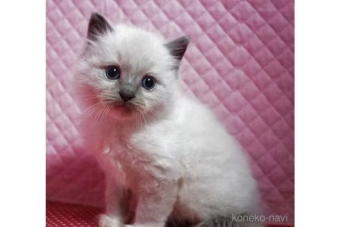 販売中の静岡県のラグドール-115496の4枚目