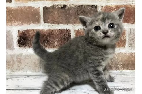 販売中の千葉県のスコティッシュフォールド-115497の2枚目