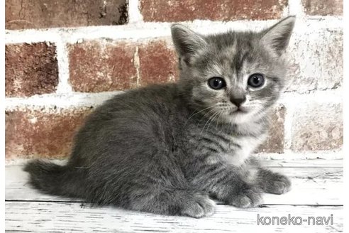販売中の千葉県のスコティッシュフォールド-115497の5枚目