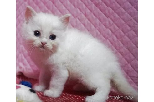 販売中の静岡県のラグドール-115500の3枚目