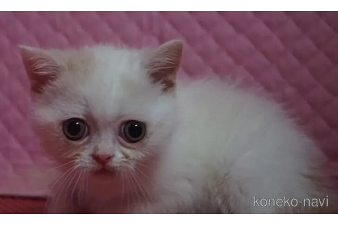 販売中の静岡県のエキゾチックショートヘア-115502の12枚目
