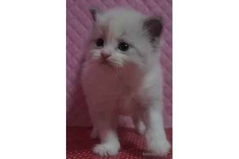 販売中の静岡県のラグドール-115507の3枚目