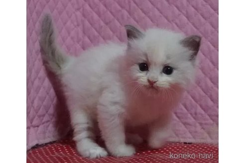 販売中の静岡県のラグドール-115510の2枚目