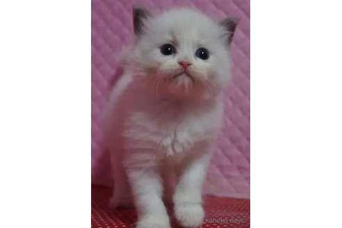 販売中の静岡県のラグドール-115510の2枚目