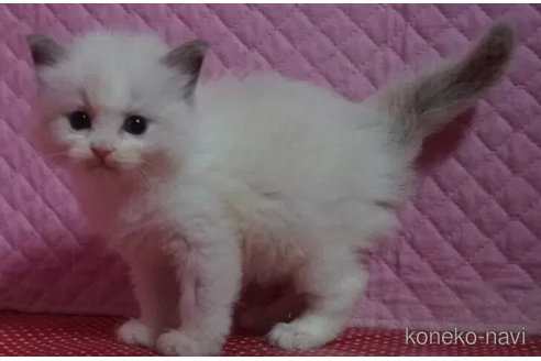 販売中の静岡県のラグドール-115510の4枚目