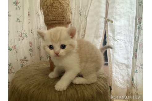 販売中の香川県のマンチカン-115514の7枚目