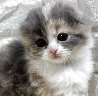 成約済の山梨県のスコティッシュフォールド(折れ耳)-115523の1枚目