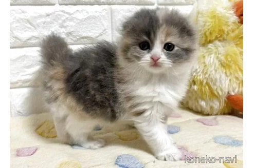 成約済の山梨県のスコティッシュフォールド(折れ耳)-115523の3枚目