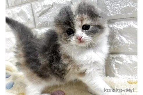成約済の山梨県のスコティッシュフォールド(折れ耳)-115523の2枚目
