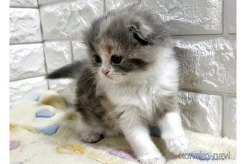 成約済の山梨県のスコティッシュフォールド(折れ耳)-115523の5枚目
