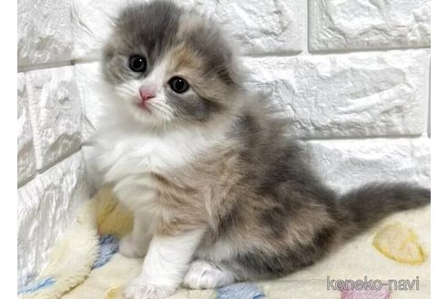 成約済の山梨県のスコティッシュフォールド(折れ耳)-115523の4枚目