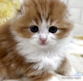 成約済の山梨県のスコティッシュフォールド(折れ耳)-115527