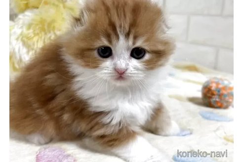 成約済の山梨県のスコティッシュフォールド(折れ耳)-115527の3枚目