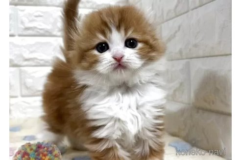成約済の山梨県のスコティッシュフォールド(折れ耳)-115527の6枚目