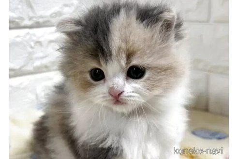 販売中の山梨県のスコティッシュフォールド-115529の3枚目